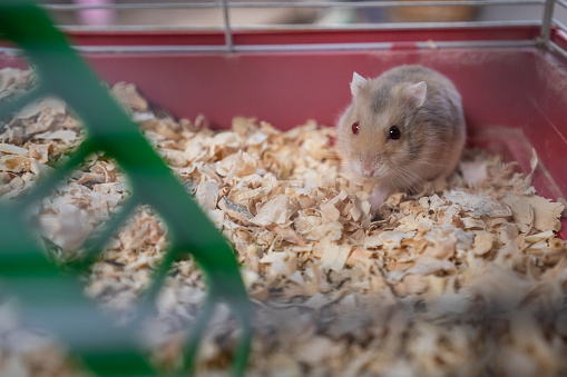 happy hamster in the cage