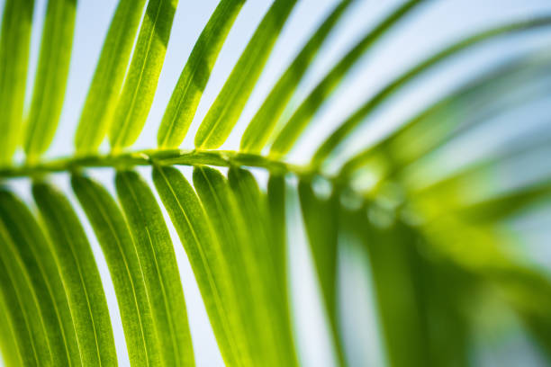 istock Close-up shots of dew on grass. 1333020796