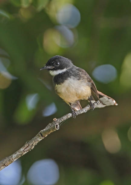 istock Sunda Pied Fantail 1333021582
