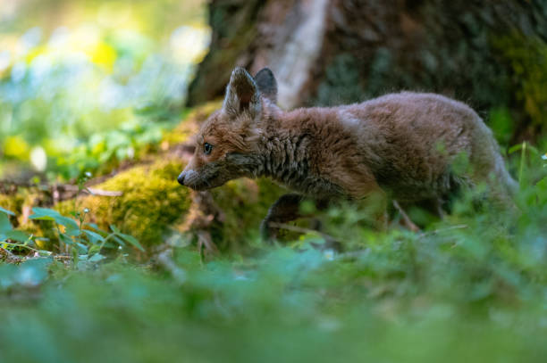 istock A curious young fox (Vulpes vulpes) scans the forest for food and walks carefully. Curious young fox, fox cub. 1333021654