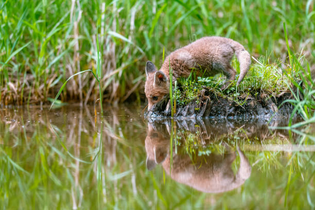 Young red fox (Vulpes vulpes) bows its head to the water surface and drinks. A common fox puppy drinks from a stream.