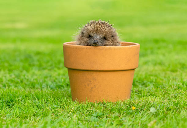 istock Small, wild, native hedgehog peeping out of a terracotta plant pot and facing forward. 1333023627