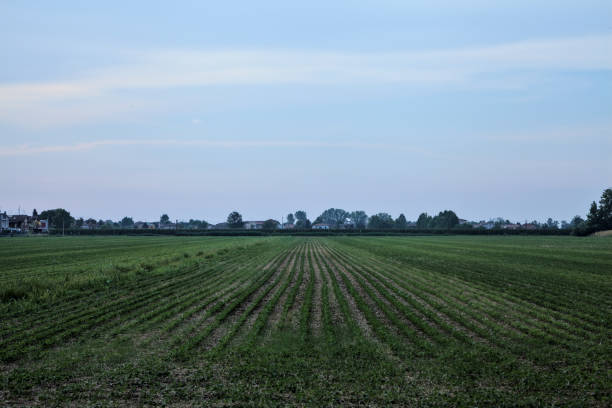istock Field with trees in the distance at sunset 1333023670