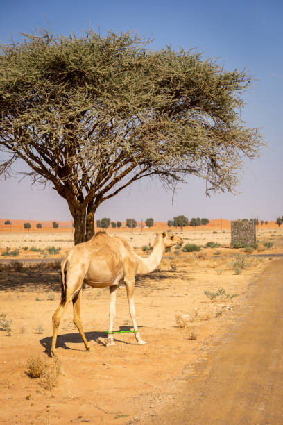 The dromedary, arabian camel (Camelus dromedarius) with legs bound walking, United Arab Emirates.