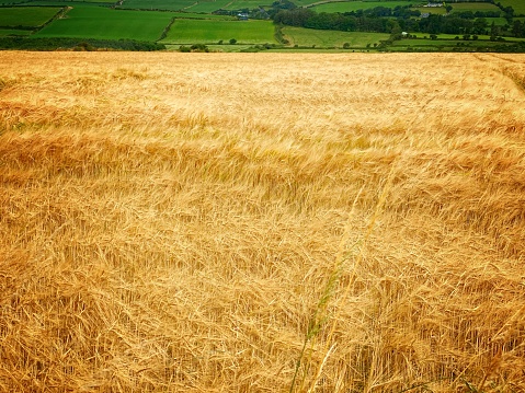 Field of ripe barley ready for harvesting