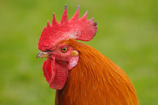 Close up portrait of a chicken against green grass background
