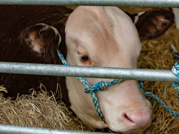 istock Montbeliarde Dairy Bull. 1333028674