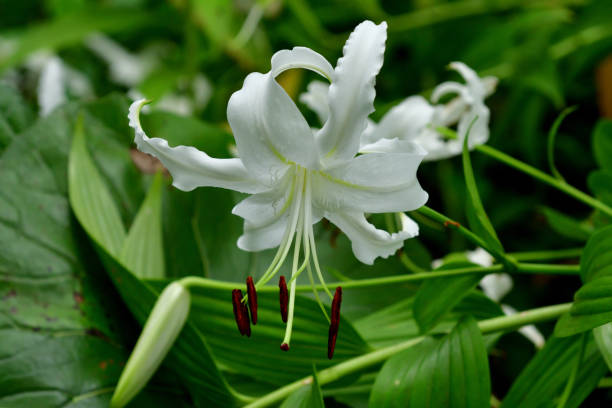 istock Japanese lily / Lilium speciosum 1333030934
