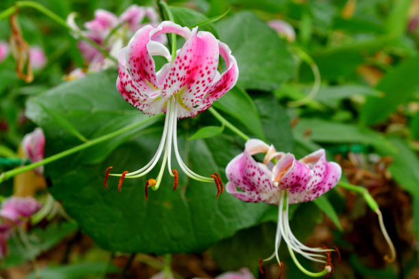 istock Japanese lily / Lilium speciosum 1333030947