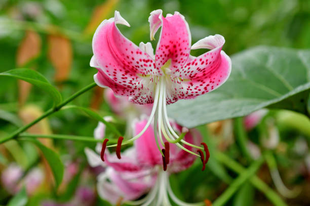 istock Japanese lily / Lilium speciosum 1333030991