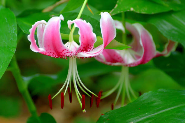 istock Japanese lily / Lilium speciosum 1333031010