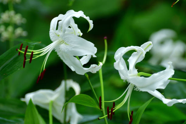 Japanese lily / Lilium speciosum