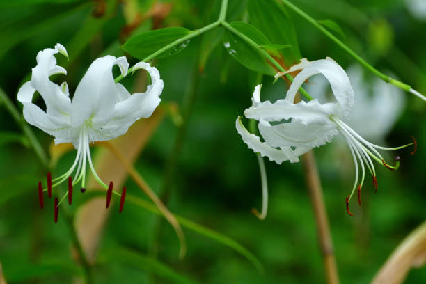 istock Japanese lily / Lilium speciosum 1333031022