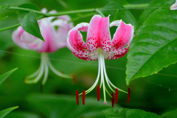 istock Japanese lily / Lilium speciosum 1333031031