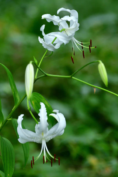 istock Japanese lily / Lilium speciosum 1333031042