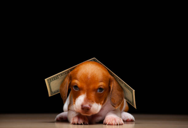 istock image of dog dark background 1333031070