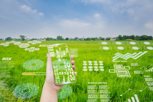 istock smart farmer holding smartphone,rice fields production control,concept agricultural product control technology,to agriculture future trading world market,track productivity,satellite for Agriculture 1333032979