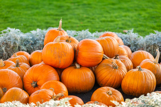 Free Stock Photo of A Large Group of Pumpkins on the Ground | Download ...
