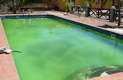 Unmaintained swimming pool with green algae growth, the most common type of algae found in pools
