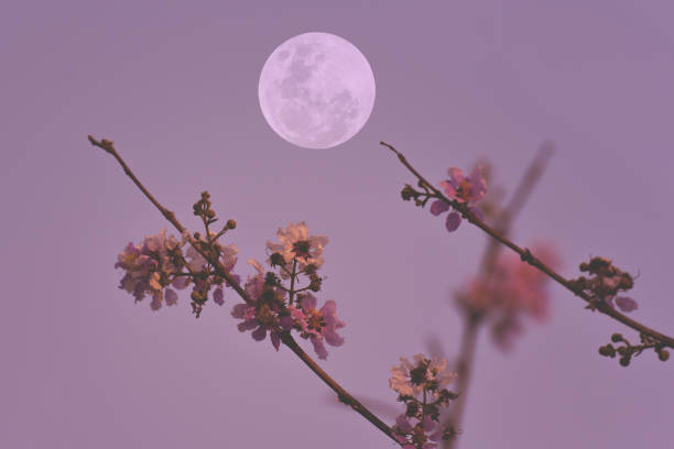 luna piena sul cielo con ramo di alberi di fiori. - luna piena foto e immagini stock