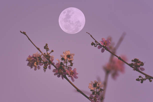 Full moon on the sky with flowers tree branch. Full moon on the sky with flowers tree branch. full moon stock pictures, royalty-free photos & images
