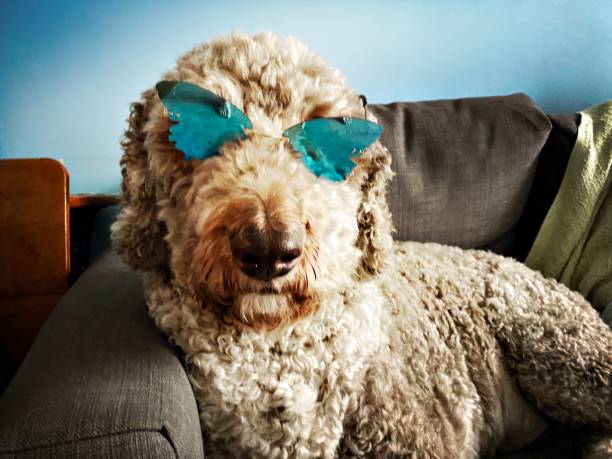 istock Labradoodle With Blue Butterfly Reflective Sunglasses 1333034847