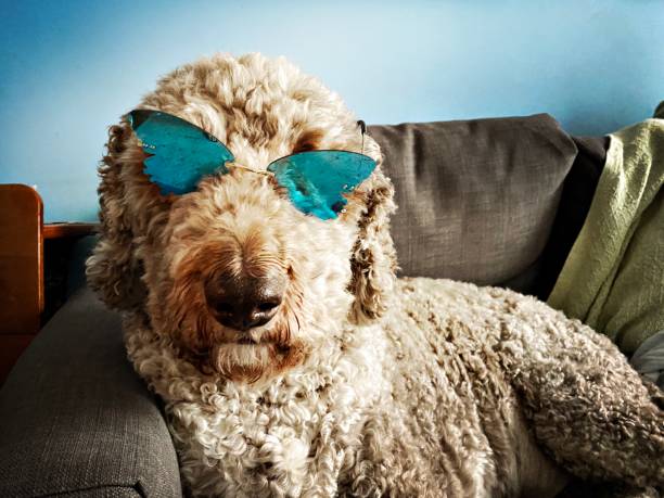 istock Labradoodle With Blue Butterfly Reflective Sunglasses 1333034849