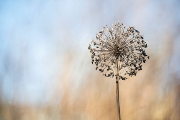 Dead and dried Allium in autumn garden