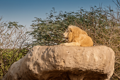 An unusual white lion an old leader covered with scars rests on a high rock and watches the surroundings