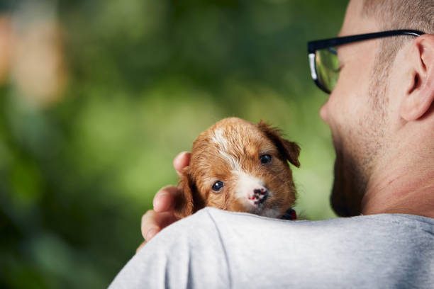 istock Man holding cute puppy on shoulder