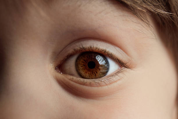 Beautiful big brown eye close-up. Caucasian appearance. Part of a child's body. Dark saturated color. Eyesight check. Macro. Happy childhood. Caring for the health of vision. Good emotion. Happiness Beautiful big brown eye close-up. Caucasian appearance. Part of a child's body. Dark saturated color. Eyesight check. Macro. Happy childhood. Caring for the health of vision. Good emotion. Happiness. cornea photos stock pictures, royalty-free photos & images