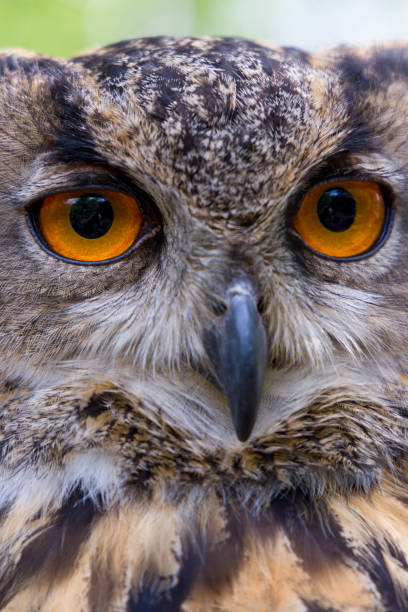 istock Portrait of a Eurasian Eagle Owl (Bubo bubo) 1333036499