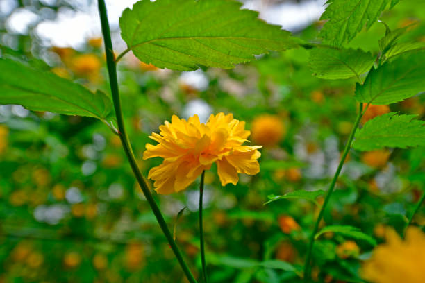 Beautiful yellow forest flowers in early spring.