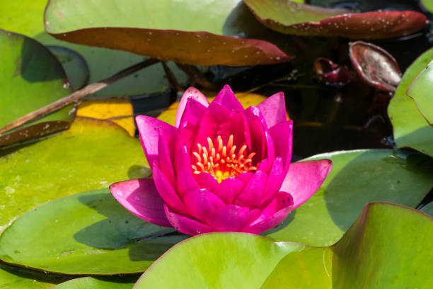 istock Single Pink Lotus Flower 1333036513