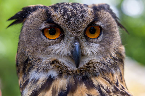 istock Portrait of a Eurasian Eagle Owl (Bubo bubo) 1333036551