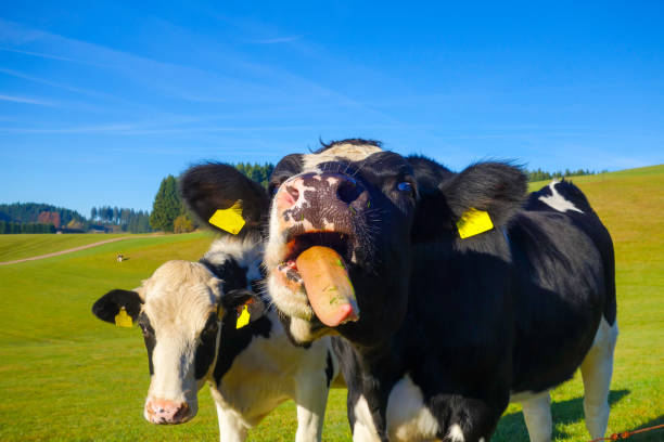 istock Cow sticks Tongue out frontally 1333037665