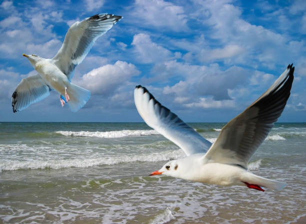 Symbolic Vacations at the Coast