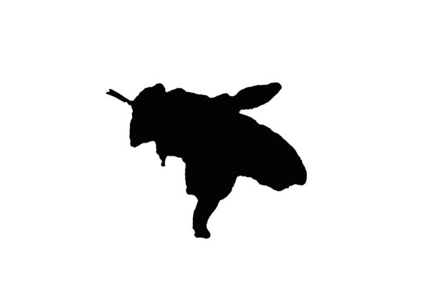Shadows and Silhouettes of Animals
