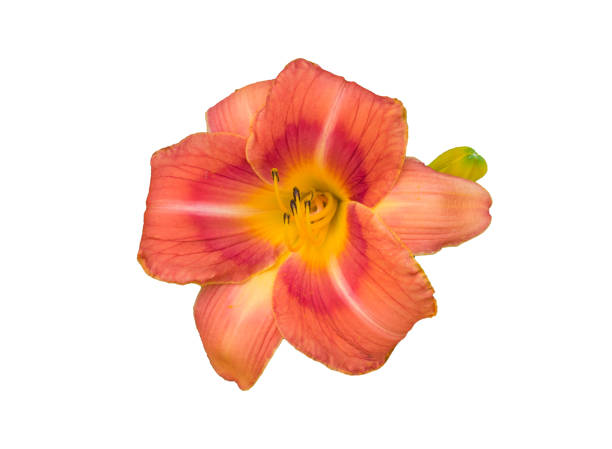 istock Orange Hibiscus Flower Clipping Path 1333038276