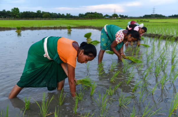 Women farmer planting rice saplings at a paddy field Baksa, Assam, India. 10 July 2021. Tribal women farmers planting rice saplings at a paddy field in Baghmara village in Baksa district of Assam. assam india stock pictures, royalty-free photos & images