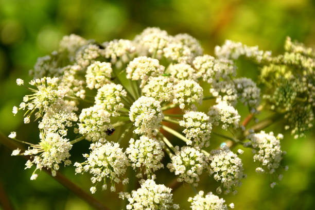 angelica, zioło lecznicze z kwiatem - angelica plant flower uncultivated zdjęcia i obrazy z banku zdjęć