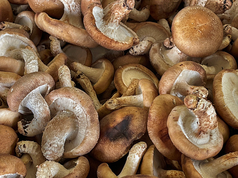 close up of a retail display of a pile of organically grown shiitake mushrooms, for sale at a farmer's market, Long Island, NY