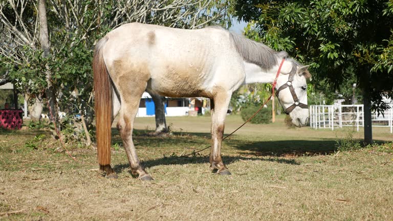 Horse Grazing in the Morning