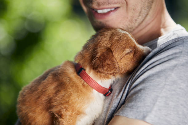 istock Man holding sleeping puppy in his arms 1333041084