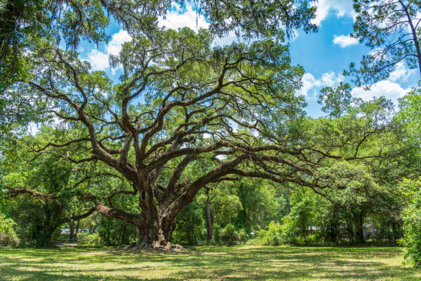 Large southern live oak tree (Quercus virginiana) estimated to be over 300 years old - Dade Battlefield Historic State Park, Bushnell, Florida, USA A southern live oak tree estimated to be over 300 years old at Dade Battlefield Historic State Park florida oak trees stock pictures, royalty-free photos & images