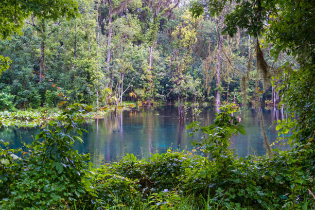 istock The Silver River and surrounding vegetation - Silver Springs State Park, Silver Springs, Florida, USA 1333041917