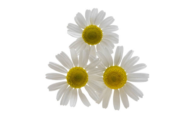 istock medical chamomile isolated 1333043602