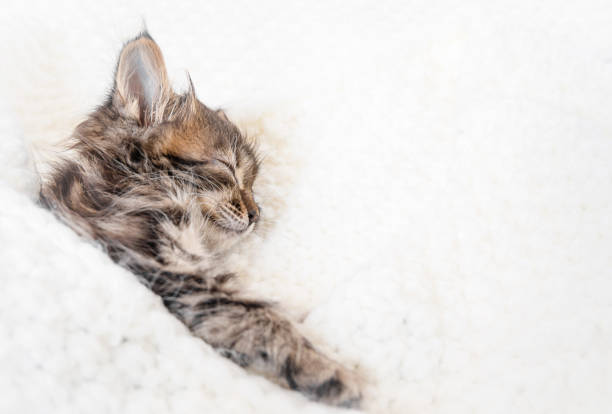 istock Cute little kitten sleeps on fur white blanket 1333043677