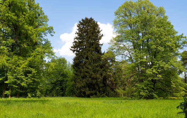 istock spring landscape in the park 1333043851