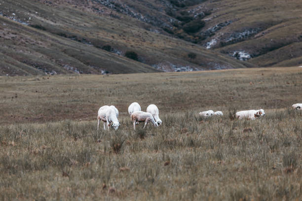istock Flock of sheep on meadow 1333046266